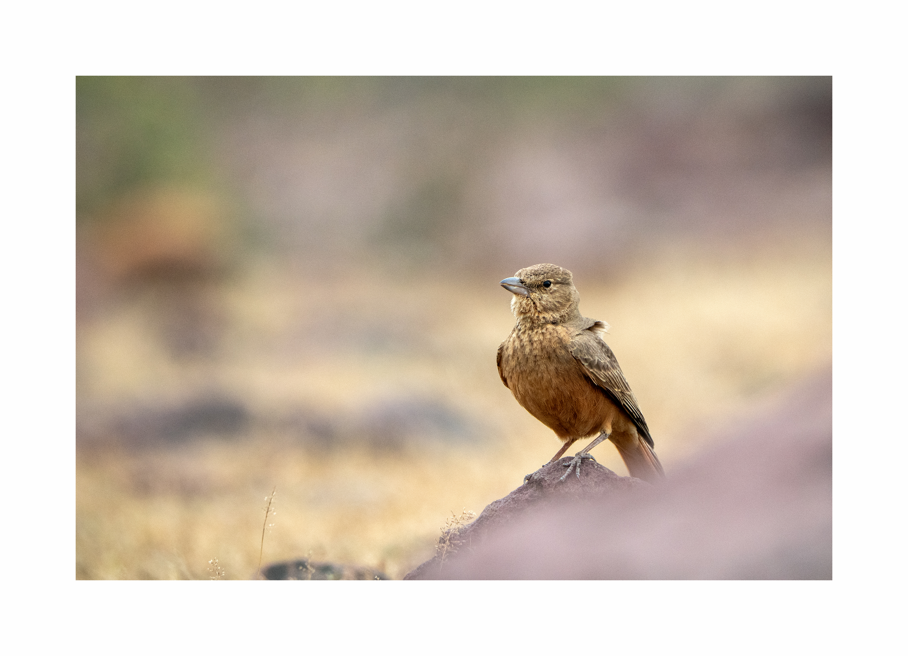 BPCL - Bina Biodiversity Study 30